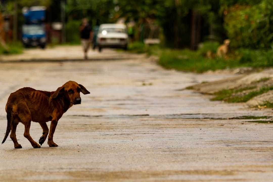 Paving the Path for Rabies Elimination in Africa by 2030